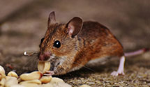 24 Hour & Emergency Exterminators in Perryville, AR